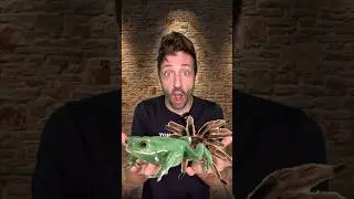Tarantulas and Frogs 👀 #funfact