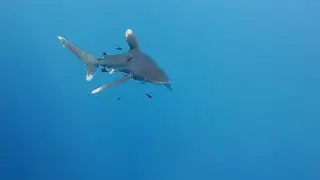 Дайвинг-сафари Бразерс, Дэдалус, Эльфинстоун \ Diving safari in the Red Sea. BDE Nov, 2022