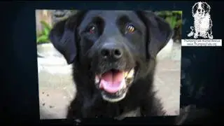 love dogs? help save rescue shelter abandoned and sick puppies and dogs