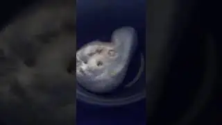Dont microwave marshmallows