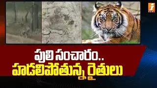 పులి సంచారం.. హడలిపోతున్న రైతులు | Tiger Hulchul in Rajapet | Yadadri District | iNews