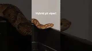 Amazing copperhead x cottonmouth hybrid! #copperhead #cottonmouth #venomoussnakes #pitviper #hybrid