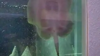 stingrays in a tank