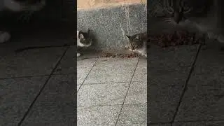 Cat communication😈🤣😍#food #hungry #streetcats #shorts #youtube #like #subscribe #communication