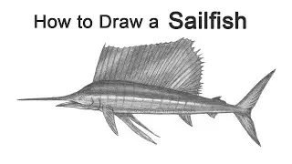 How to Draw a Sailfish
