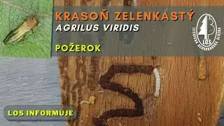 Krasoň zelenkast&yacute; (Agrilus viridis) - požerok