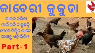 Kaveri chicken farm at Odisha - ganjam , Part-1