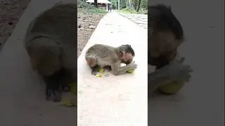 working hard to eat mango 🥭 baby monkey 🐵 Sylvia #babyanimal #monkeysr #monkeylove