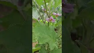 Have you ever seen eggplant blossoming? 💜