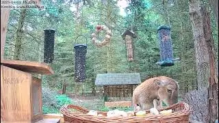 Makov🐑Invaze krmítek pro ptáky!/Mufinka, the disabled Mountain Sheep, invades the birdfeeder.🐑