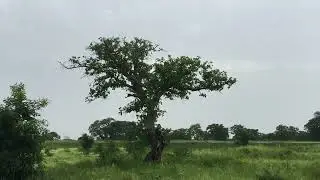 Beginning Of Life - Tree spirit