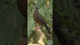 Sickle-winged Guan  #shorts