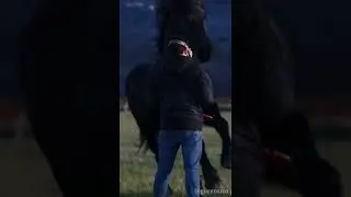 HORSE RUNS INTO GUY FLYING DRONE‼️🚨🙈🐴 #streamhorsetv #horse #drone #fail #funny #animal #lol #shorts