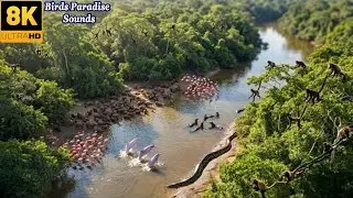 Relaxing Hike In The Amazon: Encountering Exotic Animals | Land Of Animal Lovers