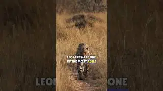 Interesting facts about leopards #natural #study #animals #leopard #science