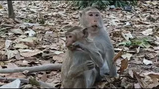 Gorgeous little monkey daily activity - Wildlife Video