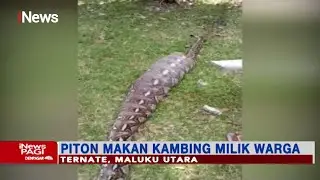Ular Piton Sepanjang 5 Meter Mangsa Ternak Kambing Milik Warga di Maluku Utara - iNews Pagi 05/02