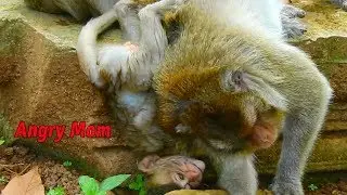 Maci cry loudly hide face angry with mom / Monkey Post