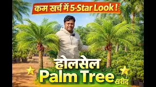 घर को 5-स्टार Hotel और Farmhouse जैसी फील देने वाली बेहतरीन Palm Tree Varieties – Wholesale रेट पर