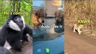 Medazelli TikTok Compilation | Rxckstxr Compilation Animal Voiceovers