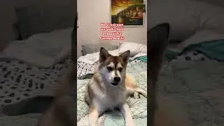 Dogs can talk #dog #pet #pomsky #love #puppy