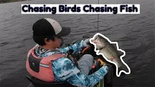 Chasing Birds Chasing Fish