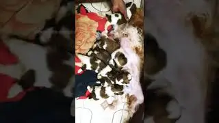SHOW QUALITY SHIHTZU PUPPIES WITH KCI PAPERS | SHINEWOOD KENNELS #SHIHTZU #SHORTS #SHIHTZULOVERS