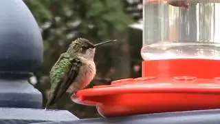 up close to a hummingbird coming out of torpor
