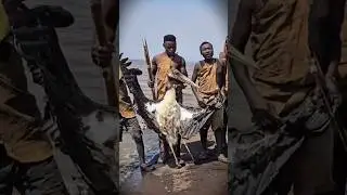 The Hadzabe Tribe found this bird near the riverbank 😱#hadzabetribe #villagelife #africa