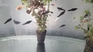 FISH Aquarium VARIETIES Of Fish swimming Enjoy the water Movement Fish 🐠🐟🐟🐟