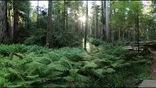 ferrns+redwoods lynchini