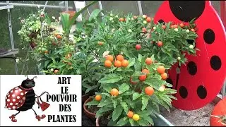 Tuto jardin: Semis: pommier d'amour: Plante vivace pour r&eacute;gions temp&eacute;r&eacute;es