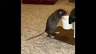 My dwarf rat French Fry is learning basketball! #shorts