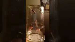 I went firefly hunting tonight!🫙🐞😊 #firefly #bug #cute