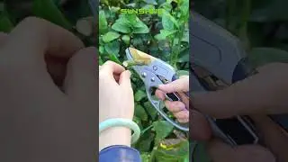 INTERESTING DESIGN! An labor-saving pruning tool, I love it!!!