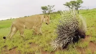 Meg & Amy meet a PORCUPINE | The Lion Whisperer