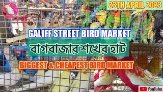 Recent Week All Exotic Bird Price| Galiff Street Biggest Exotic Bird Market, Kolkata|23rd April 2023