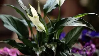 Tips for your Peace Lily