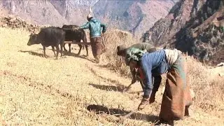 Poverty sends Nepal's 'freed' farmworkers back to slavery