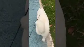 a heavenly dog ow😭 #dog #cat #frog