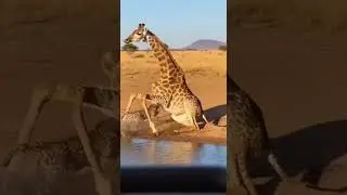Animals&rsquo; Over-the-Top Crazy Defense Tactics #wildlife #nature #animalpower