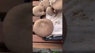 Mycelium Growing on Mushroom caps