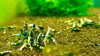 Black pinto shrimp