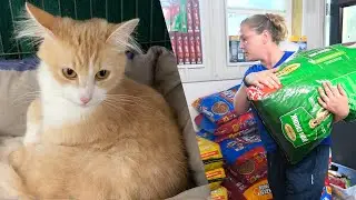 Helping animals in the wake of floods in Tennessee