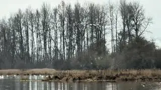 Swans take flight