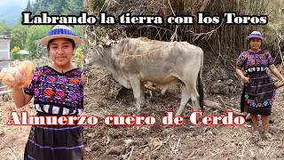 TRABAJO DURO Mujer trabajadora labrando la tierra con toros en el campo y cocinando Cuero de Cerdo