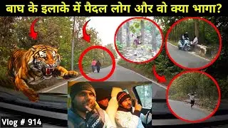 Tiger Territory Big Mistake |Monkey Alarm Call For Tiger Jim Corbett National Park Wild Jungle Drive