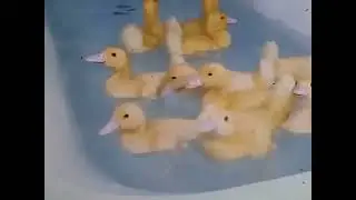 ducks enjoy in the pond| relaxing & refreshing ducks video
