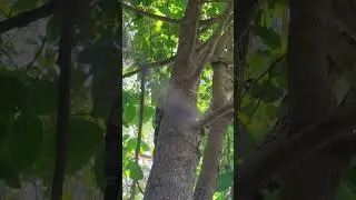 Goanna climbing tree up close, wild Aussie nature #goanna #wildlife #australia #nature #queensland