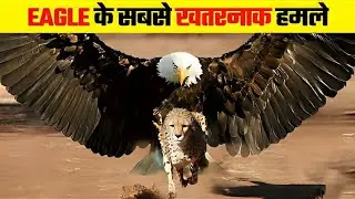 बाज़ के सबसे बड़े खतरनाक हमले ! Eagle and Hauck Attack! Wild life Discovery! डिस्कवरी चैनल!